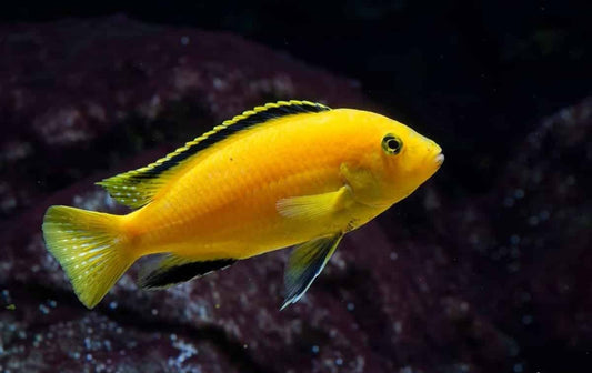 African Cichlid: Yellow Lab