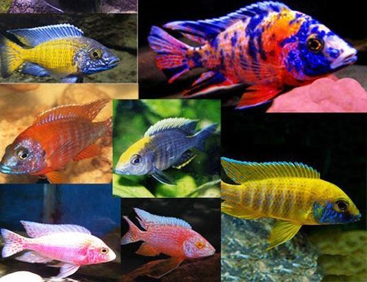 Assorted Premium Peacock Cichlid