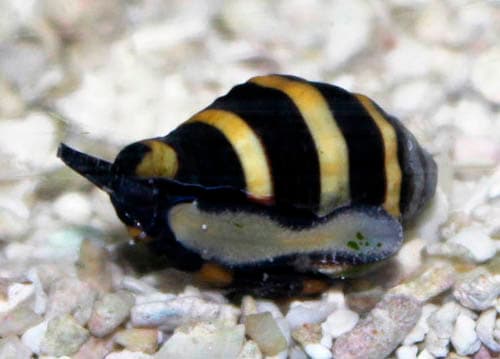 Bumblebee Snail