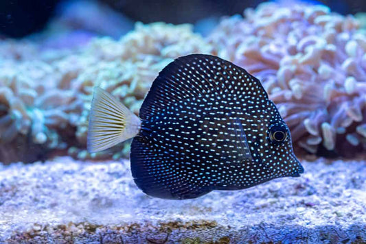 Gem Tang