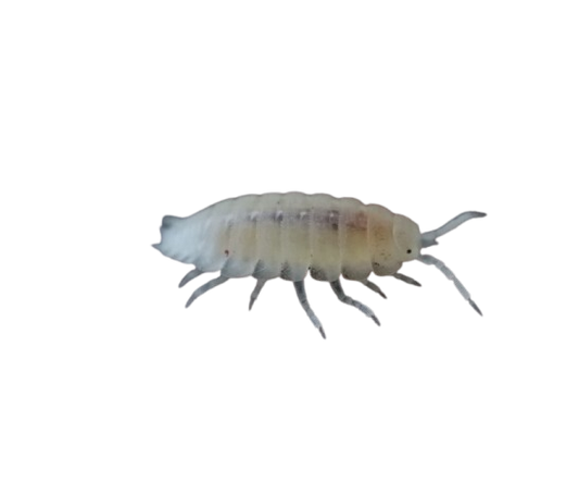 Dwarf White Isopod Culture