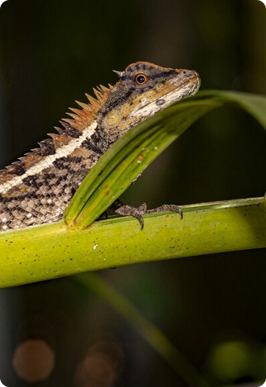Passionate About Aquatic Reptile Life02