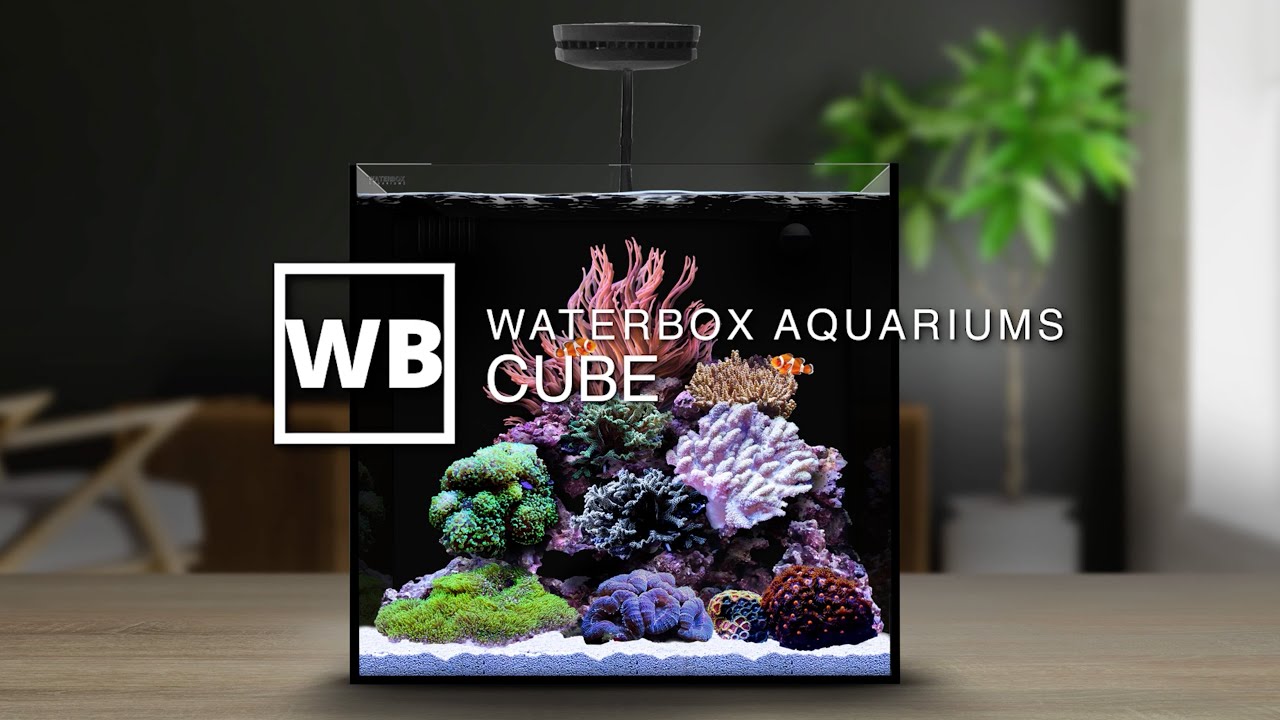 Waterbox All in One Aquarium
