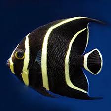 French Angelfish