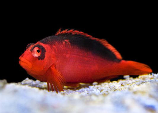 Flame Hawkfish