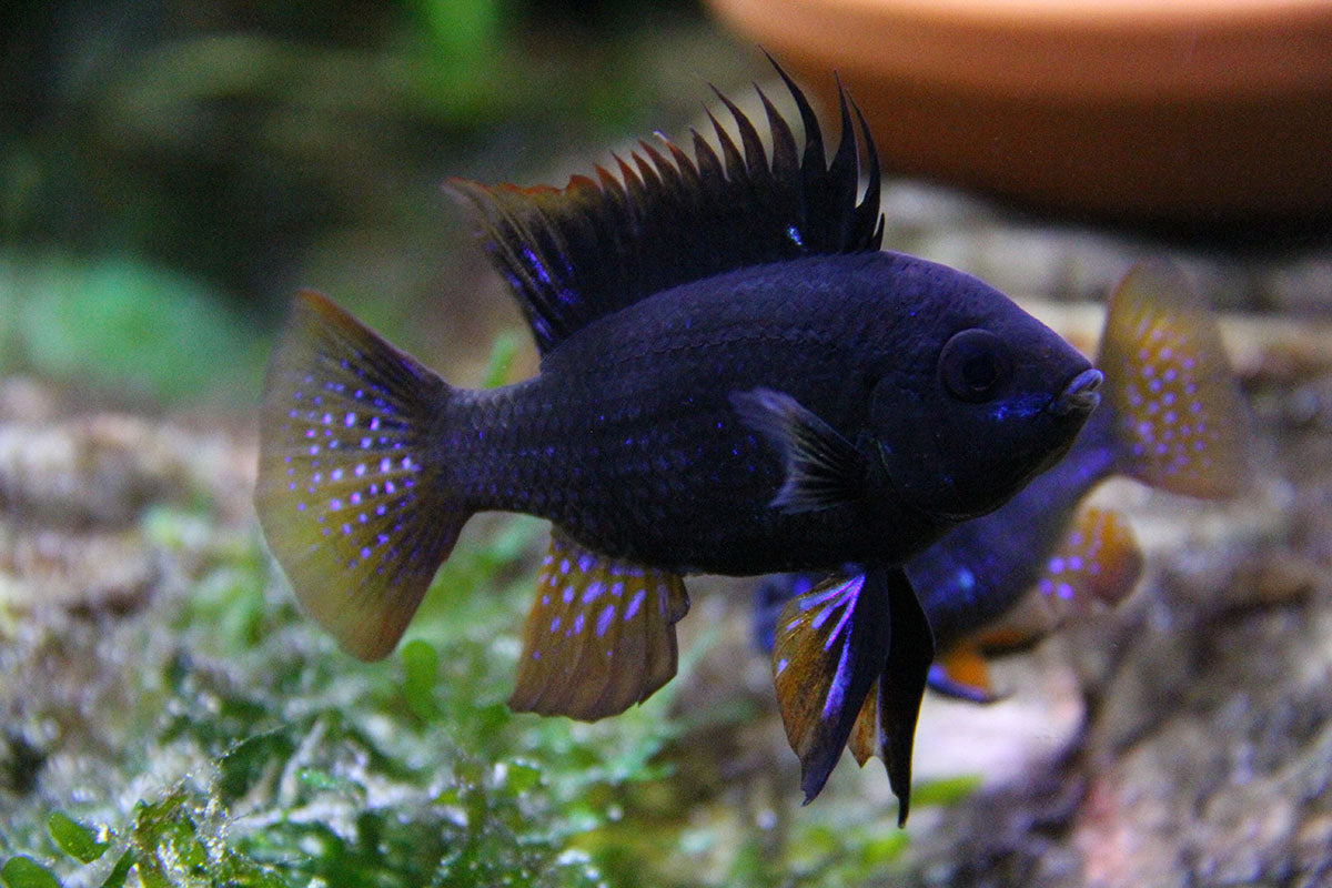 German Black Ram