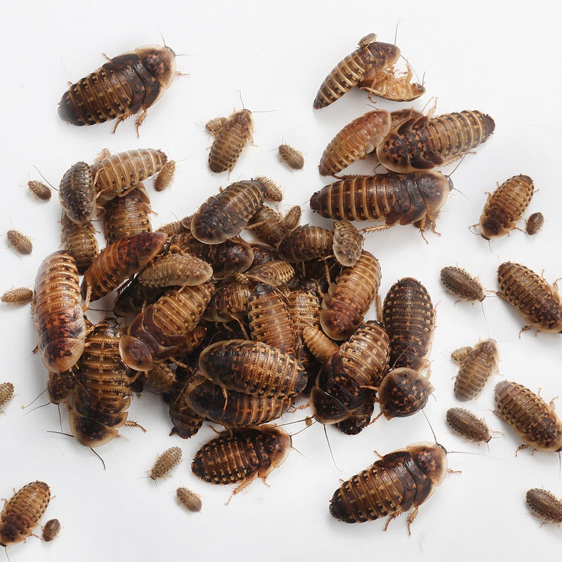 Photo inspiration: Fresh Look at Dubia Roaches