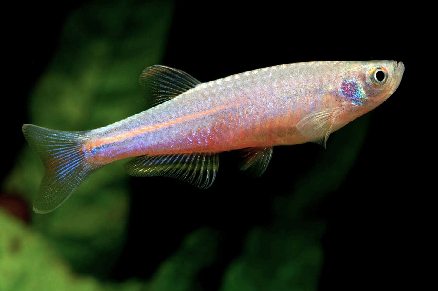 Danio: Pearl
