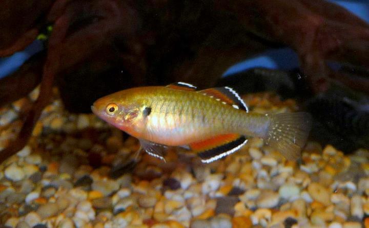 Empire Gudgeon Goby