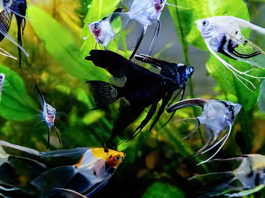 Assorted Angelfish