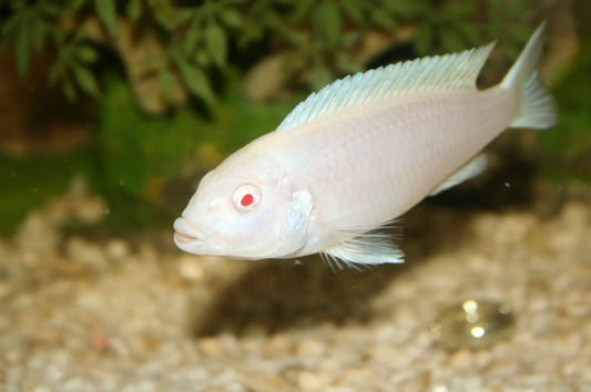 African Cichlid: Albino Socolofi
