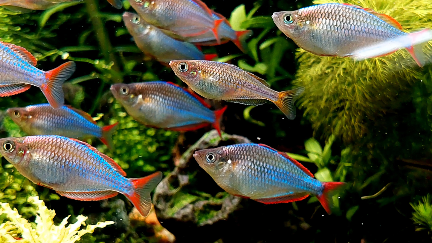 Dwarf Neon Rainbowfish