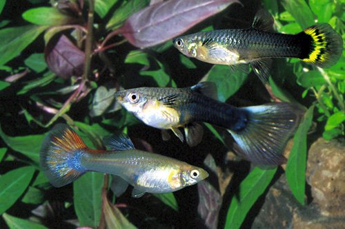 Assorted Female Guppy