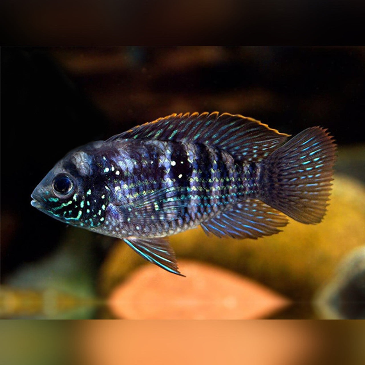 Blue Acara