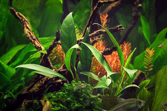 Anubias Glabra