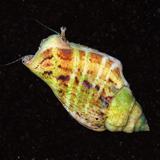 Fighting Conch Snail