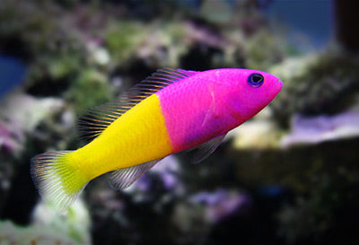 Bicolor Dottyback