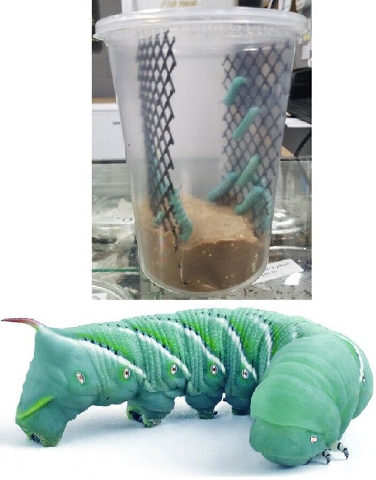Hornworms