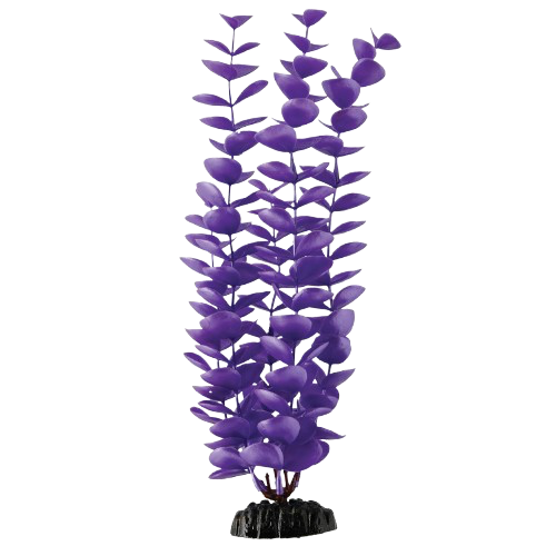 UT: Magenta Bacopa