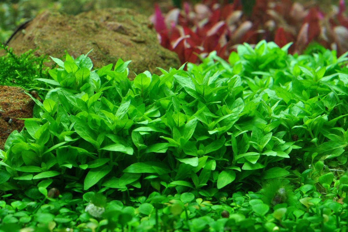 Staruogyne Repens