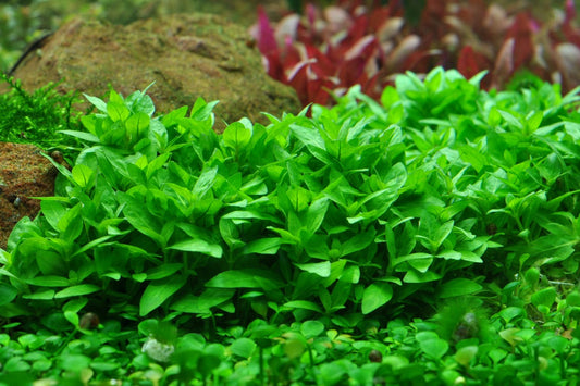 Staruogyne Repens