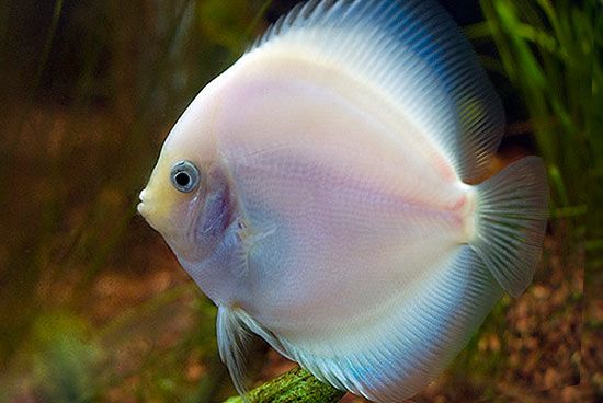 Discus: White