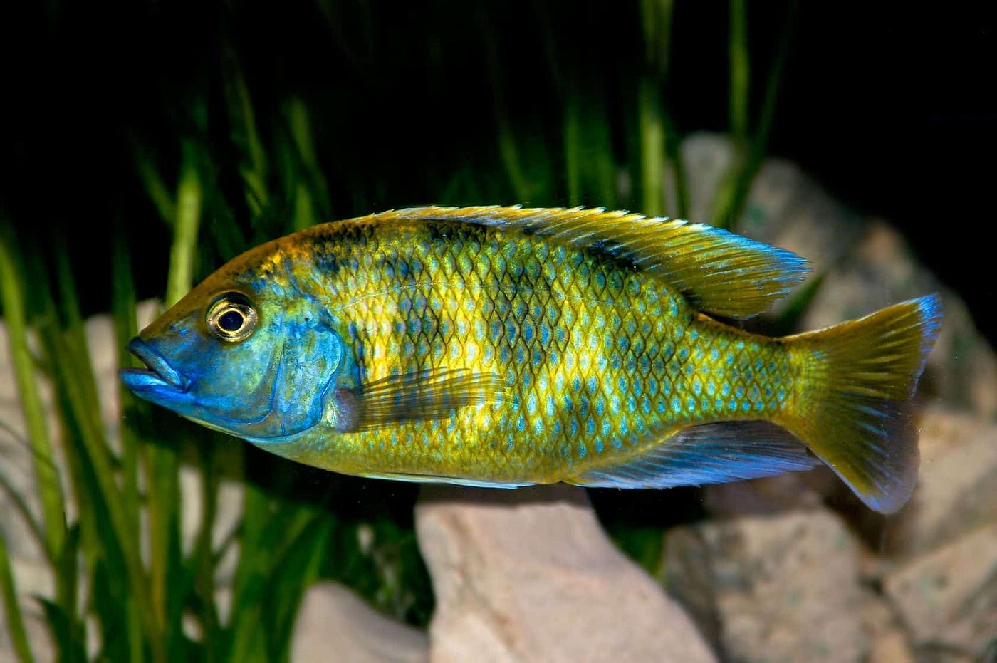 African Cichlid: Venustus