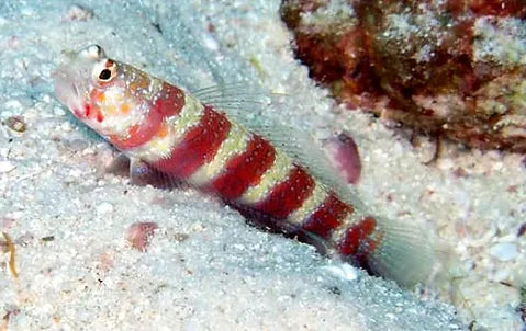 Bumblebee Wheeleri Goby