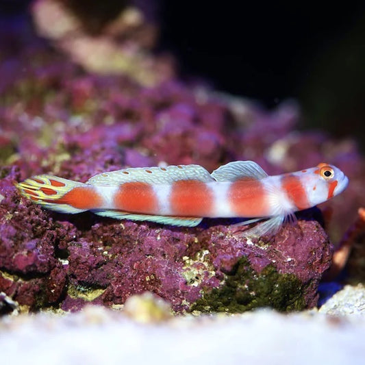 Goby: Orange Banded Prawn