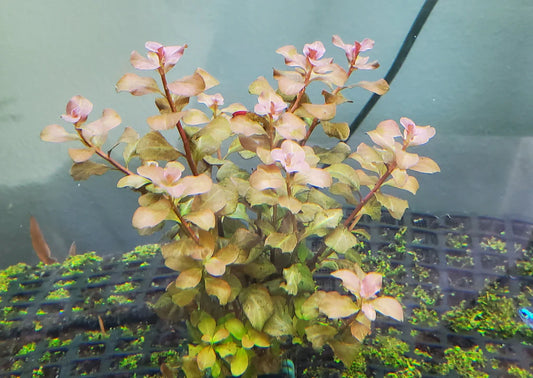 Ludwigia: Ovalis