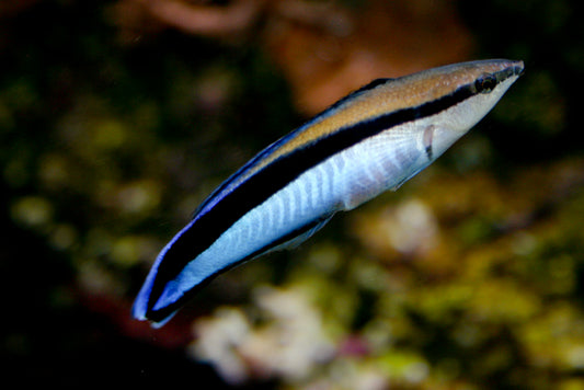 Common Cleaner Wrasse