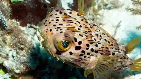 Puffer: Longspine Porcupine