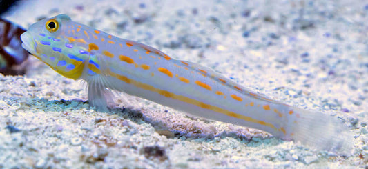 Goby: Watchman Diamond