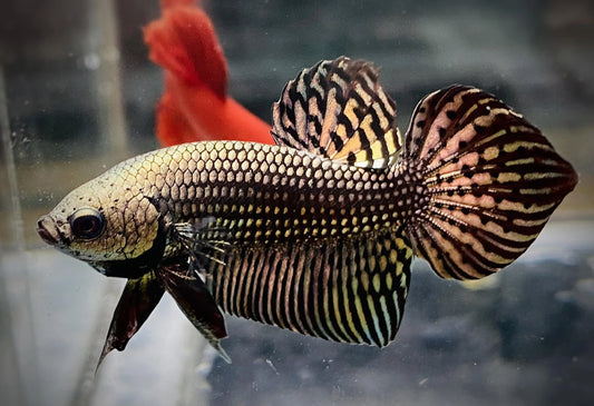 Alien Betta