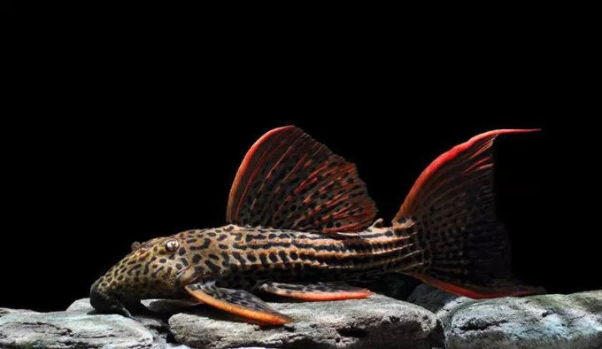 Redfin Cactus Pleco L025 – Tropical Exotics