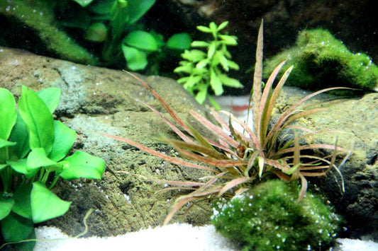 Cryptocoryne Costata