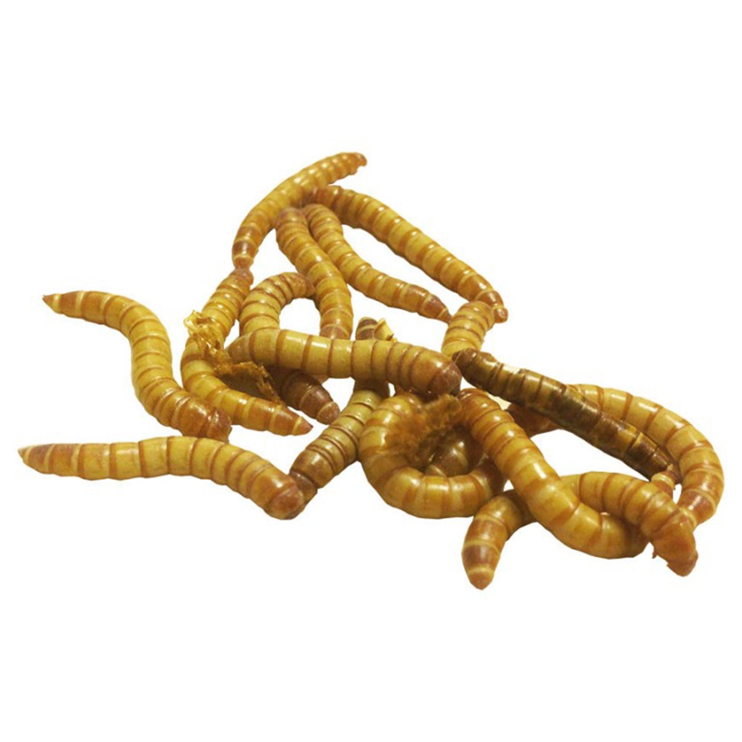Live Mealworms - Regular