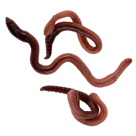 Live Red Wigglers