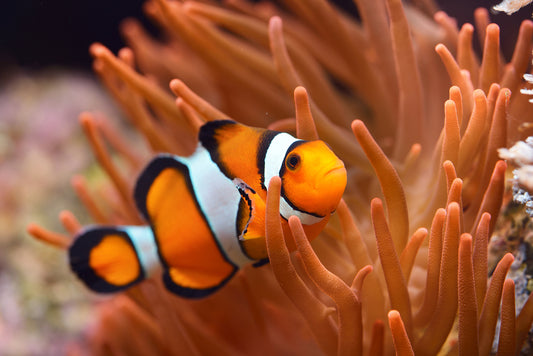 Clownfish: Orange Ocellaris