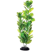 UT: Green Bacopa