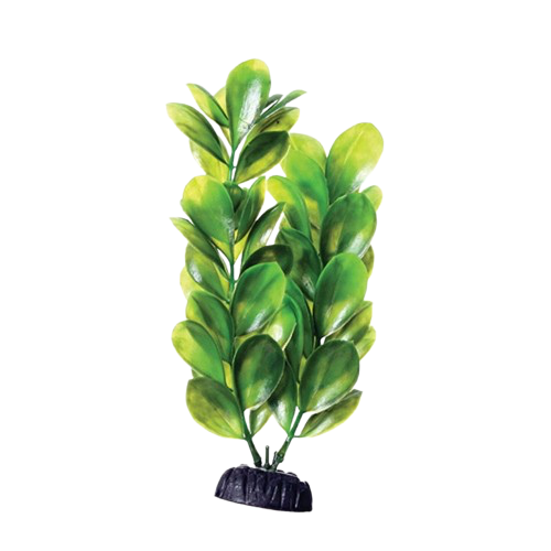 UT: Green Bacopa