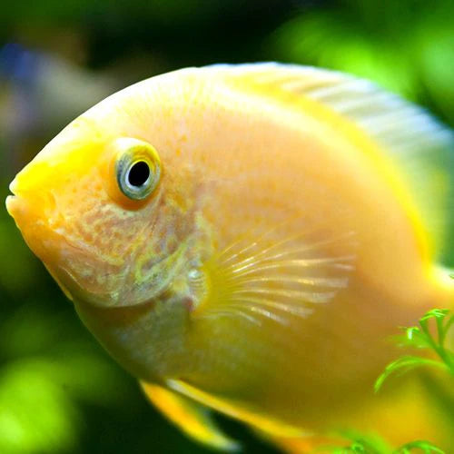 Cichlid: Gold Severum