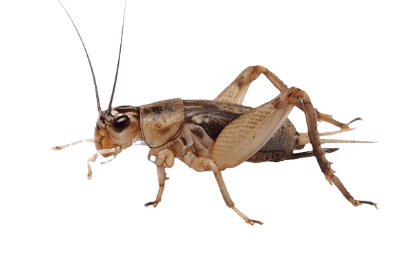 Live Crickets