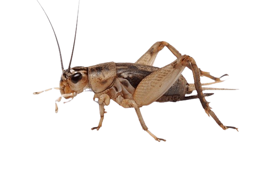 Live Crickets