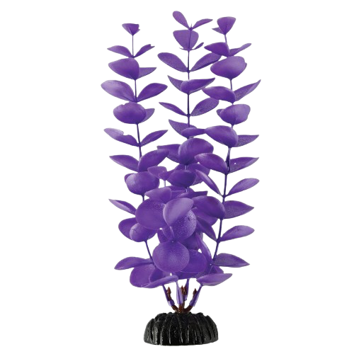 UT: Magenta Bacopa
