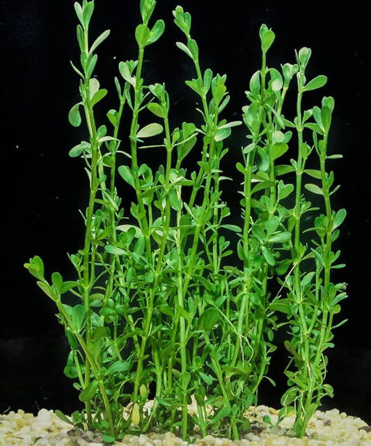 Bacopa Monnieri