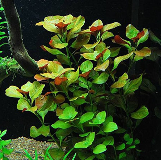 Ludwigia: Repens