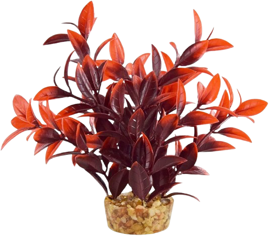 UT: Cherry Ludwigia - 6”