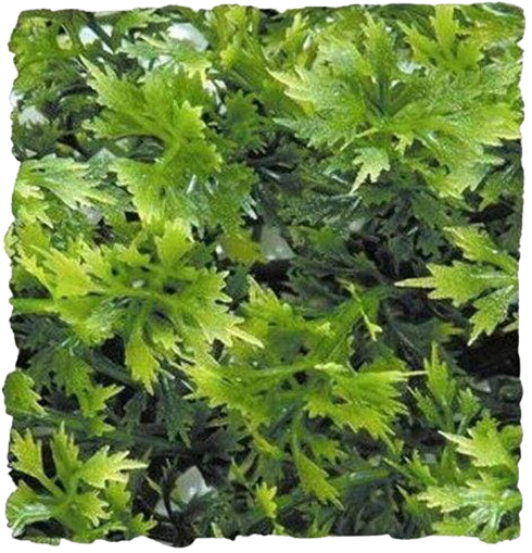 Zoomed: Australian Maple