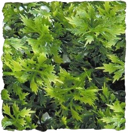 Zoomed: Australian Maple